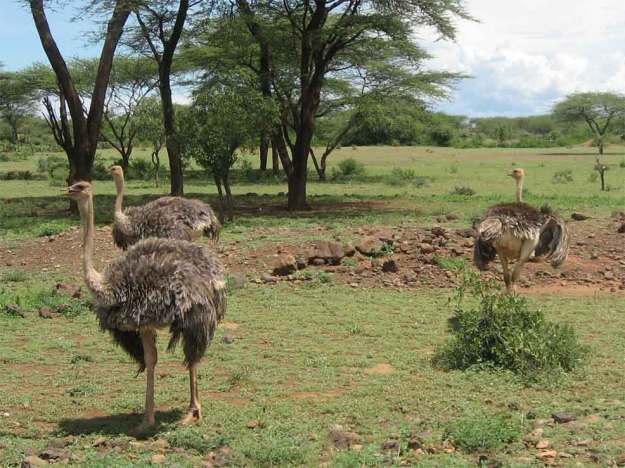 On the road to Lake Bogoria, we spot female ostriches in a field beside the road.